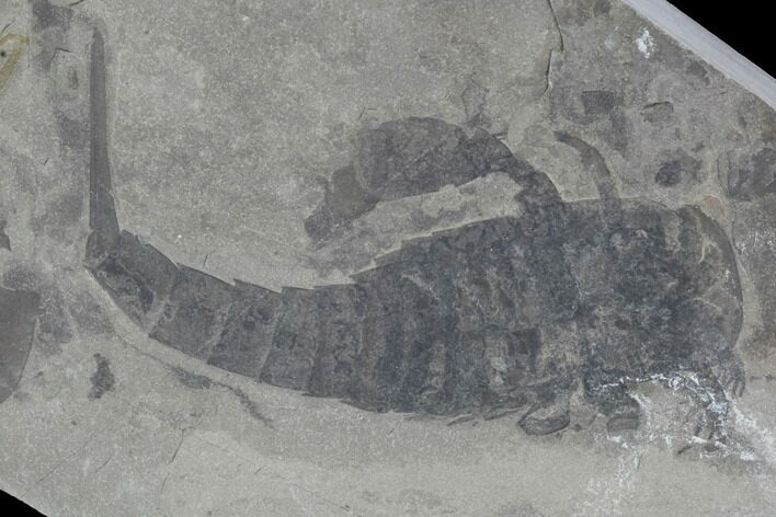 Eurypterus (Sea Scorpion) Fossil - New York #86880